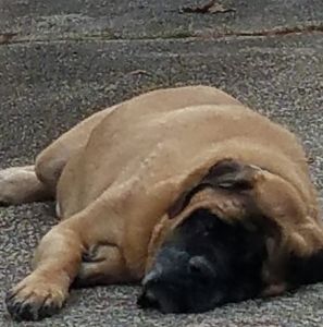 Meet your Posher, Toni